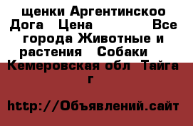 щенки Аргентинскоо Дога › Цена ­ 25 000 - Все города Животные и растения » Собаки   . Кемеровская обл.,Тайга г.